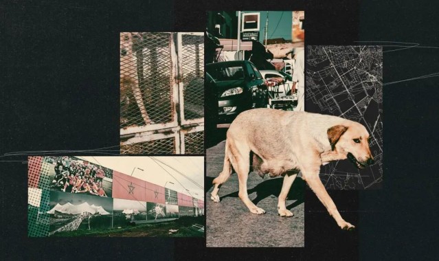 TA：为筹备2030年世界杯，摩洛哥正在全国范围内扑杀流浪狗