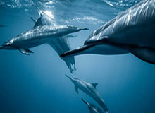 世界杯在线观看-CBA一周综述：“第一集团”保持稳定 山东、深圳战绩亮眼